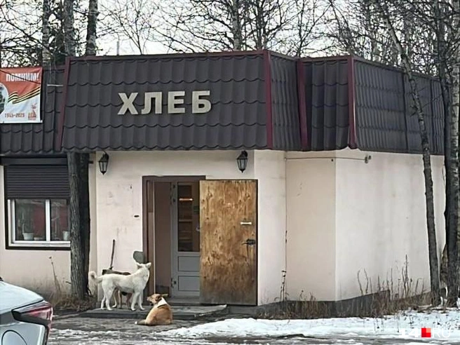 Собаки возле двери магазина — как у себя дома | Источник: Анастасия Ш.