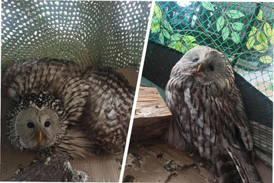 Двух краснокнижных сов спасли в Новосибирской области