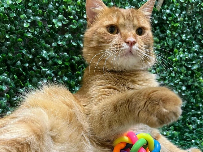 Животное прошло вакцинацию, кастрацию и чипирование. | Источник: Ярмарка-раздача День Хвоста | Новосибирск / «ВКонтакте»