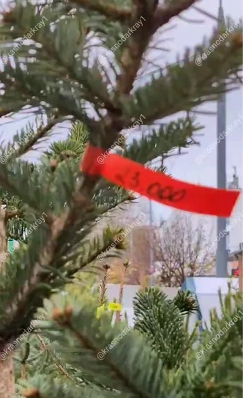 Источник: krasnodarkray1 / T.me