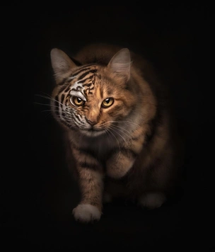 Лучшие фото домашних животных в 2025 году — победители конкурса Pet Photography Awards