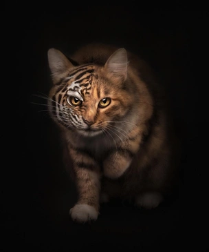 Лучшие фото домашних животных в 2025 году — победители конкурса Pet Photography Awards