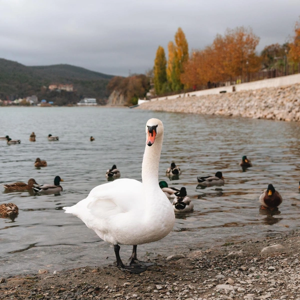 Лебедь Гоша&nbsp;— любимый питомец курорта. Он живет на озере Абрау уже много лет, его знает каждый местный житель. Из-за проблем с крылом Гоша не может летать, но каждый день он «мигрирует» между разными частями озера: днем плавает у главной набережной вместе с утками, а ночует на южном берегу | Источник: Андрей Белавин