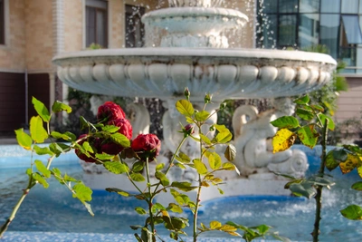 В Сочи высаживают более 213 тысяч сезонных растений