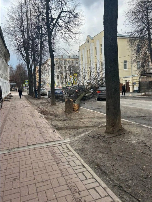 На улице Терешковой парализовало проезд из-за рухнувшего ствола | Источник: «Подслушано в Ярославле! (18+)» / Telegram