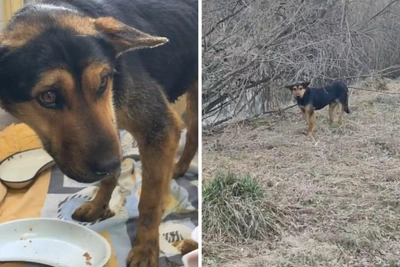 Собака в мешке: спасение в Омске