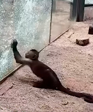 В китайском зоопарке обезьяна заточила камень и разбила им стекло вольера (видео)