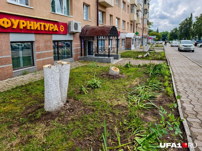 Чей-то сад без дерева выглядит блекло | Источник: Булат Салихов / UFA1.RU