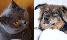 Котопёс недели: кошка Пицца и собака Ириска ждут своих хозяев в московских приютах