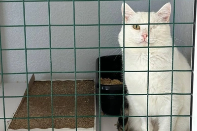 В Перми платят за передержку одноглазого кота с ВИК