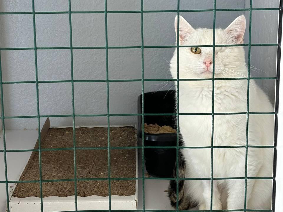 Пермский приют предлагает деньги тому, кто возьмет одноглазого кота на передержку — он год живет в изоляции
