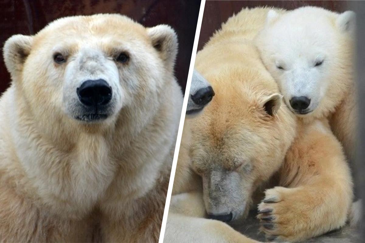 Бабушка Ама: трогательная история старейшей медведицы России