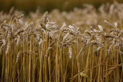 «Денег у крестьян нет»: рентабельность зернопроизводителей Дона снизилась до нуля
