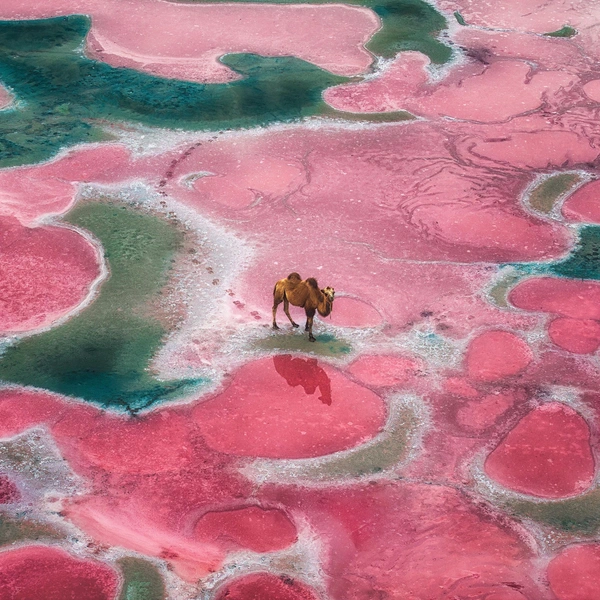 Источник: Chi Gan / International Photography Awards 2025