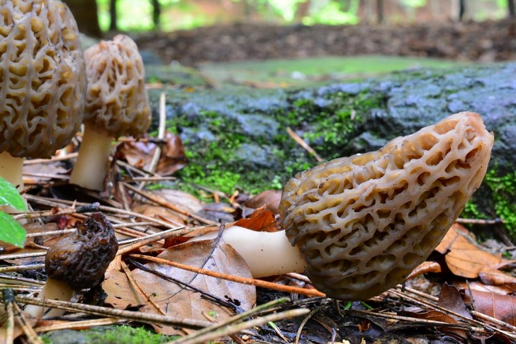 Сморчок конический (Morcella conica) | Источник: Shutterstock/Fotodom.ru
