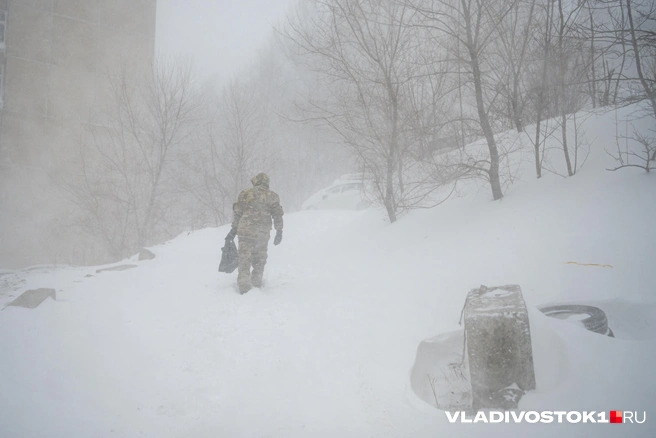 Источник: Елена Буйвол / VLADIVOSTOK1.RU