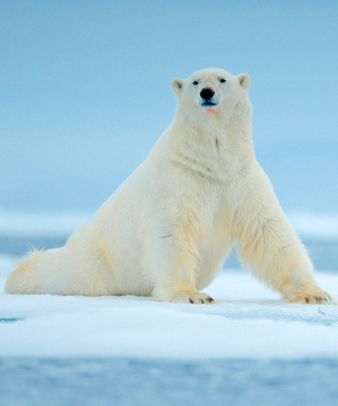 Eco-ELLE: WWF сделали адвент-календарь в защиту белого медведя