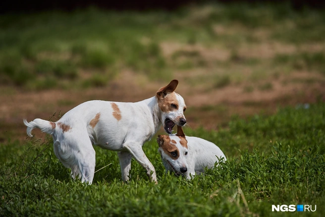 За питомцем на прогулке нужно убирать | Источник: Александр Ощепков / NGS.RU