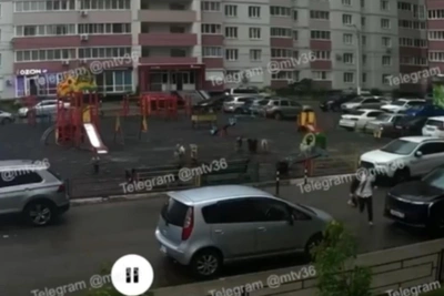Бродячие собаки напали на ребенка в Воронеже: возбуждено дело