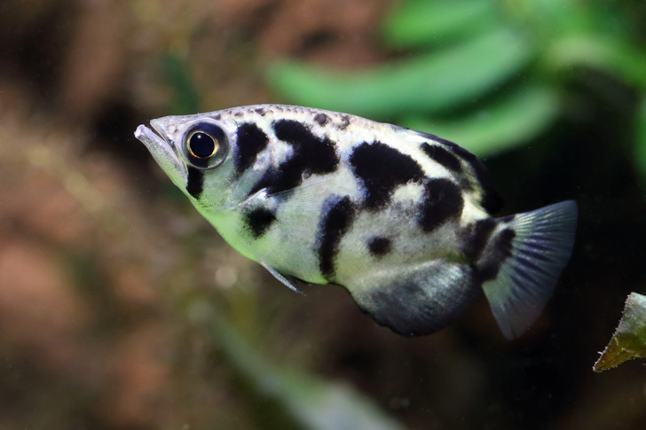 Ученые обнаружили рыб, умеющих «считать»