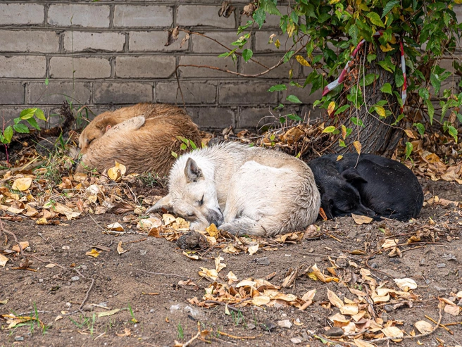 Прохожий мужчина отогнал нападавших собак. | Источник: Олег Фёдоров / CHITA.RU