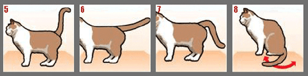 Фото №2 - Как понять кошку по хвосту