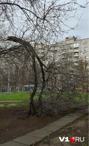 Не выдержало дерево и рядом с приемной депутатов от «Единой России» | Источник: читатели V1.RU