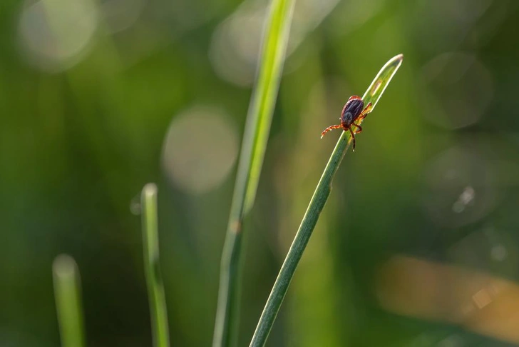 Источник: toha90/Shutterstock/Fotodom.ru