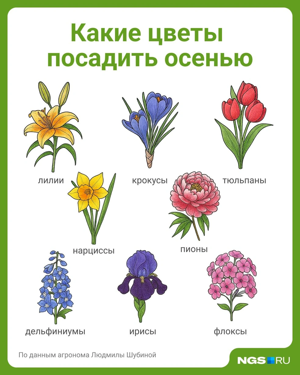 Эти цветы любят осеннюю посадку | Источник: Юрий Орлов / Городские медиа
