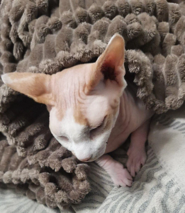 А вот сфинксам и вправду непросто переживать холода&nbsp;— этот малыш прячется под пледом | Источник: читательница НГС Надежда