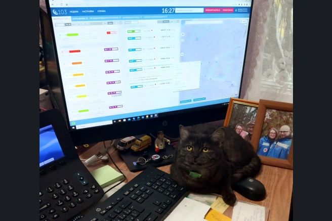 Кот чувствует себя как дома | Источник: zdrav.nso.ru