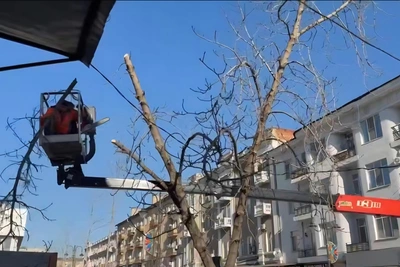 На саратовском Арбате старые деревья заменят на вязы