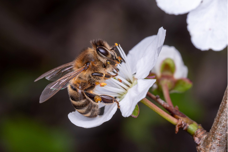 Пчела собирает нектар с одного вида растений или с разных?