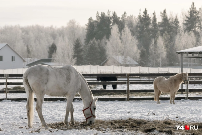 На ферме все лошади словно с картинки  | Источник: Наталья Лапцевич / 74.RU