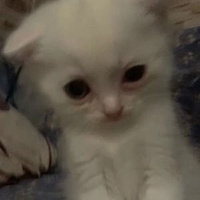 Аватарка Die Forever