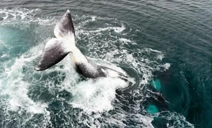 Этот кит живет столетиями: его секрет может помочь увеличить продолжительность жизни человека и защитить от рака