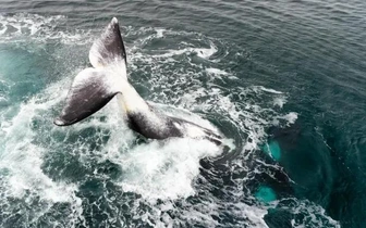 Этот кит живет столетиями: его секрет может помочь увеличить продолжительность жизни человека и защитить от рака