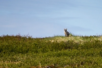 Arctic Fox Added to Murmansk Oblast Red Book as Population Nears Extinction