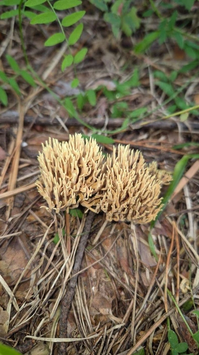 А этот похож на сухую траву. Видимо он такой, чтобы его никто не съел | Источник: читатель NGS24.RU 