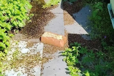 Rosselkhoznadzor probes mass bee death near Chelyabinsk
