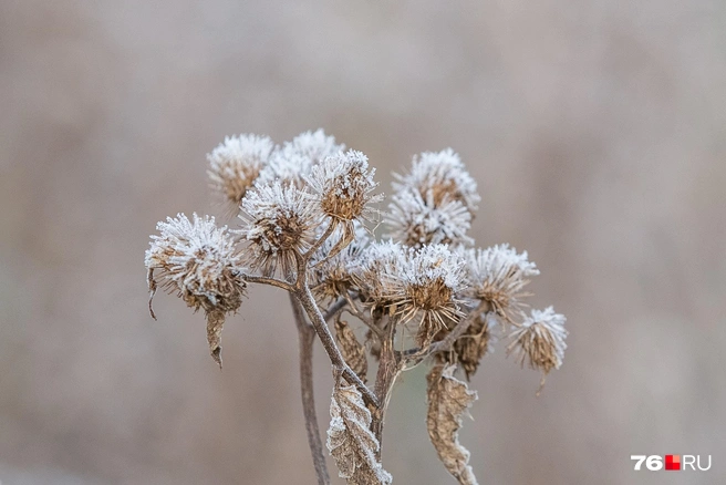 Ближе к выходным в регион придет похолодание и заморозки | Источник: Кирилл Поверинов / 76.RU