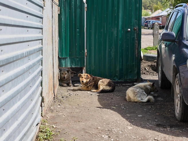 Собак нельзя оставлять без присмотра на улице | Источник: Александр Ощепков / NGS.RU