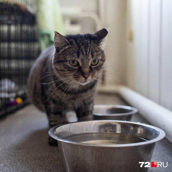 Источник: Илья Чикотин / 72.RU