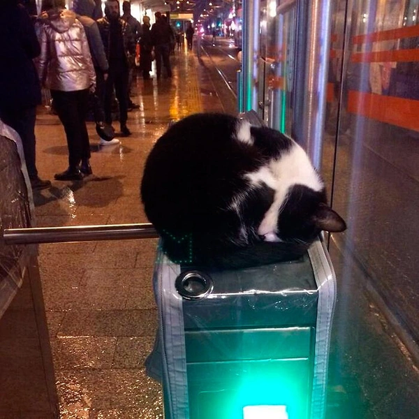 Источник: istanbulcatsofficial