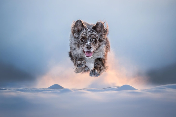 Славные псы: посмотрите на лучшие снимки участников конкурса фотографий собак Dog Photography Awards 2026 | Источник: Nika Kuplenk Golobič / Dog Photography Awards 2026