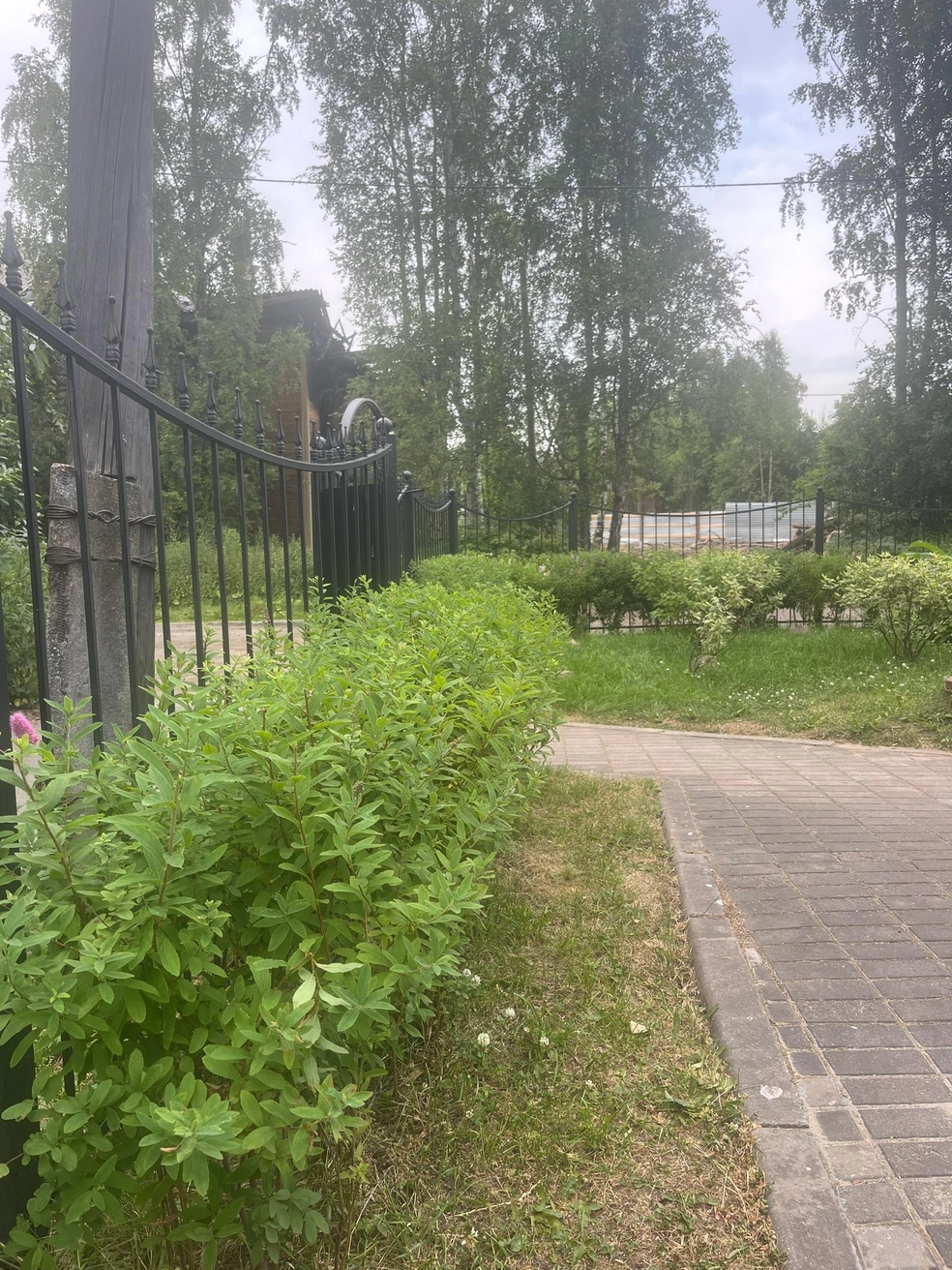 Куст иволистной спиреи скоро будет вровень с забором. А на заднем плане&nbsp;— дерен | Источник: плодопитомник «Садовод»