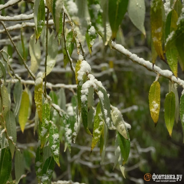 Источник: Сергей Николаев / «Фонтака.ру»