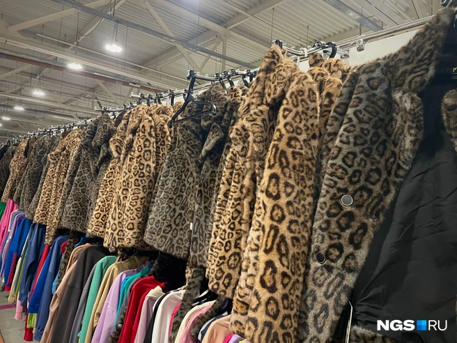 Вы когда-нибудь видели столько леопарда сразу? | Источник: Алёна Золотухина / NGS.RU 