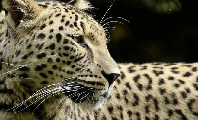 Леопарды — очень красивые животные | Источник: leopardcenter / T.me