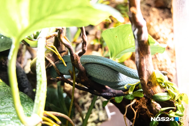 Именно эта змея сбегала  | Источник: Мария Ленц / NGS24.RU